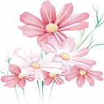 flower0492