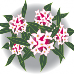 沈丁花